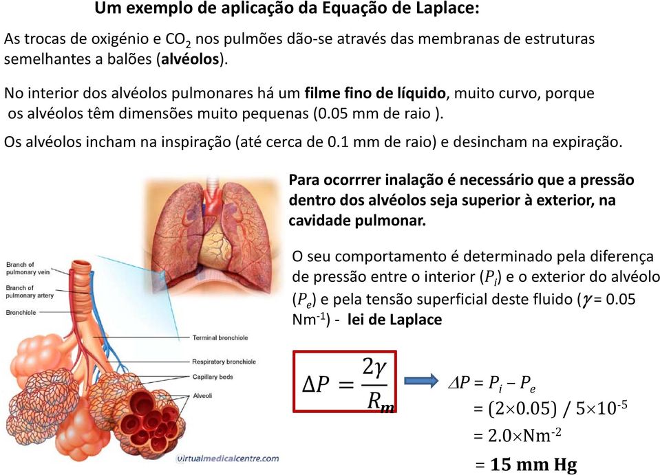 Os alvéolos incham na inspiração (até cerca de 0.1 mm de raio) e desincham na expiração.