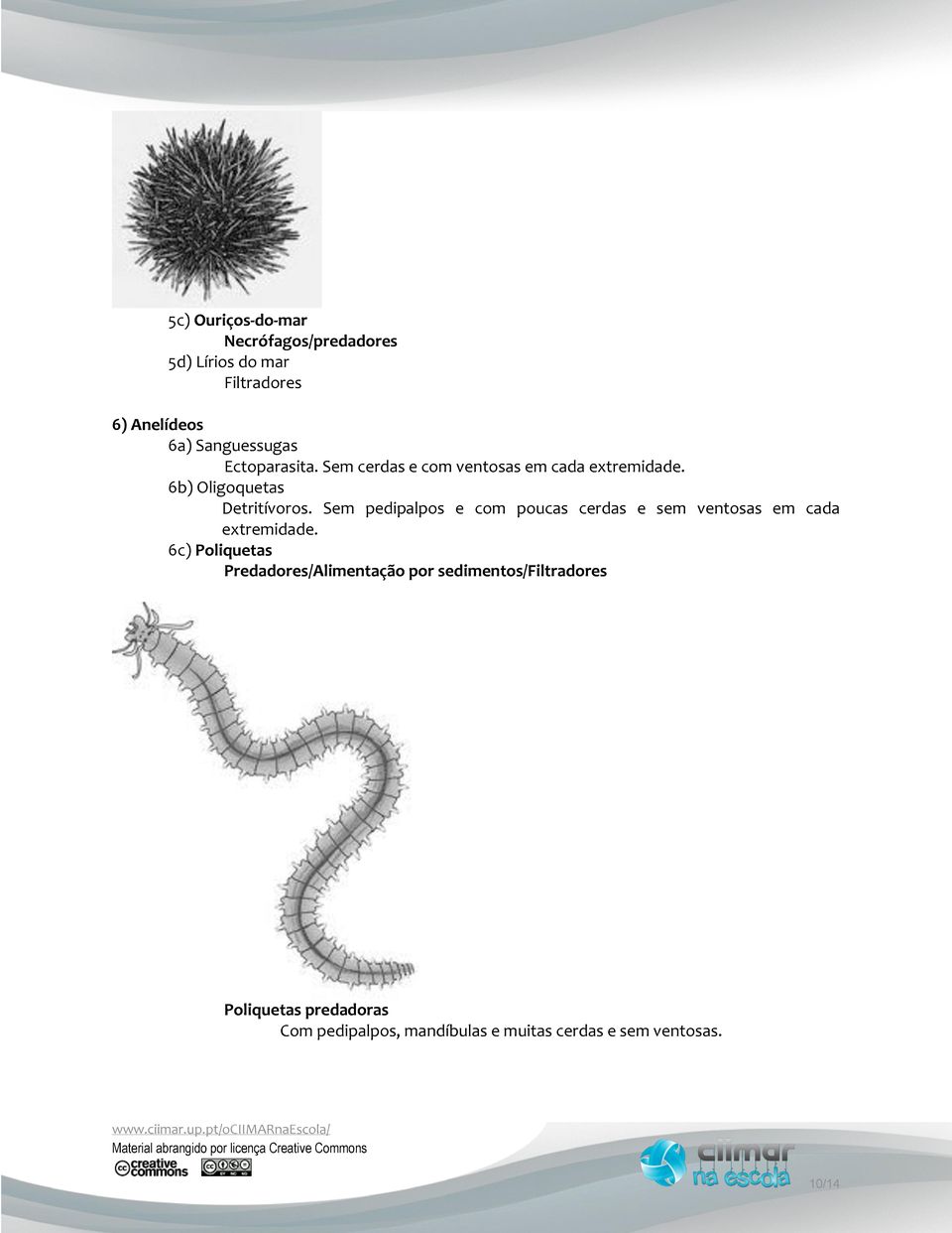 Sem pedipalpos e com poucas cerdas e sem ventosas em cada extremidade.