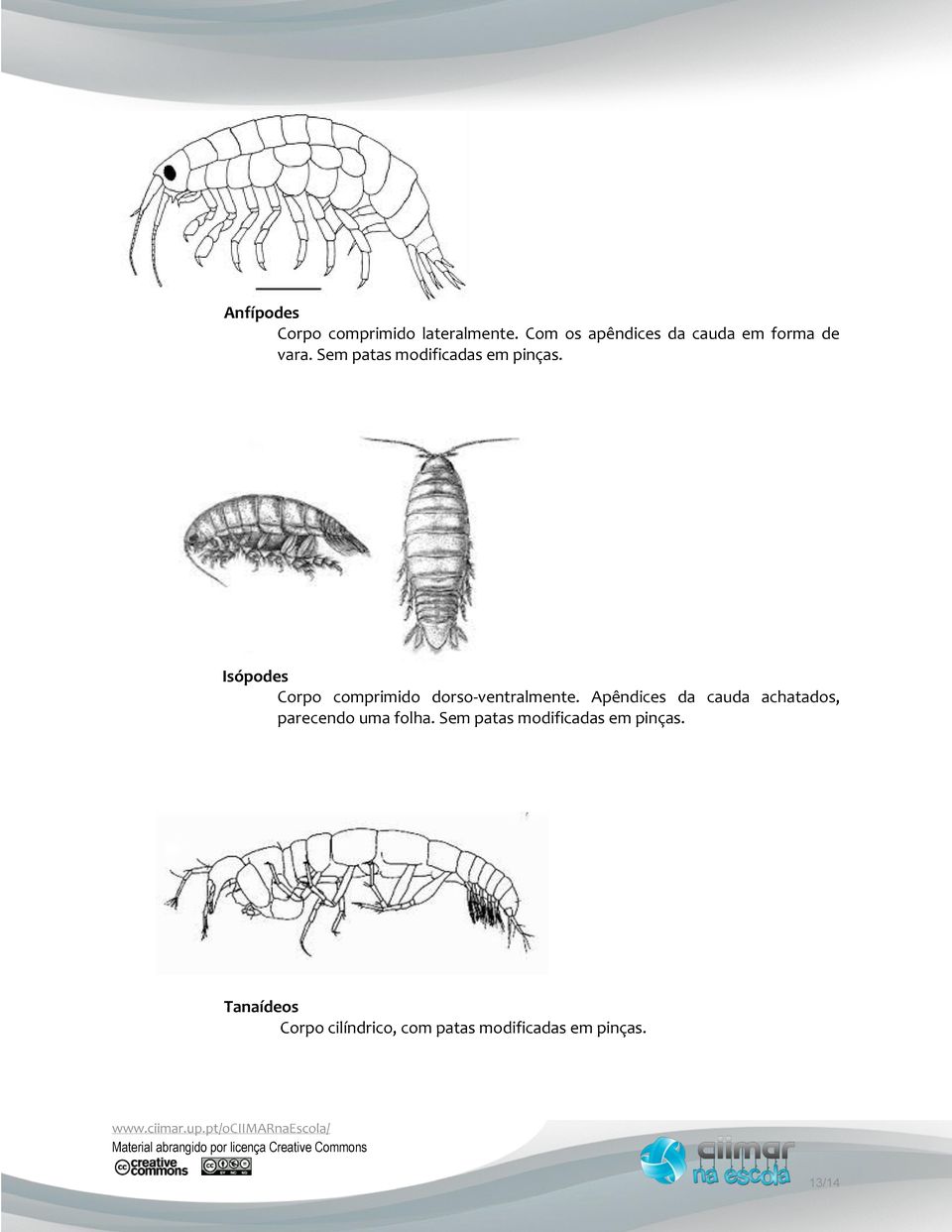 Isópodes Corpo comprimido dorso-ventralmente.