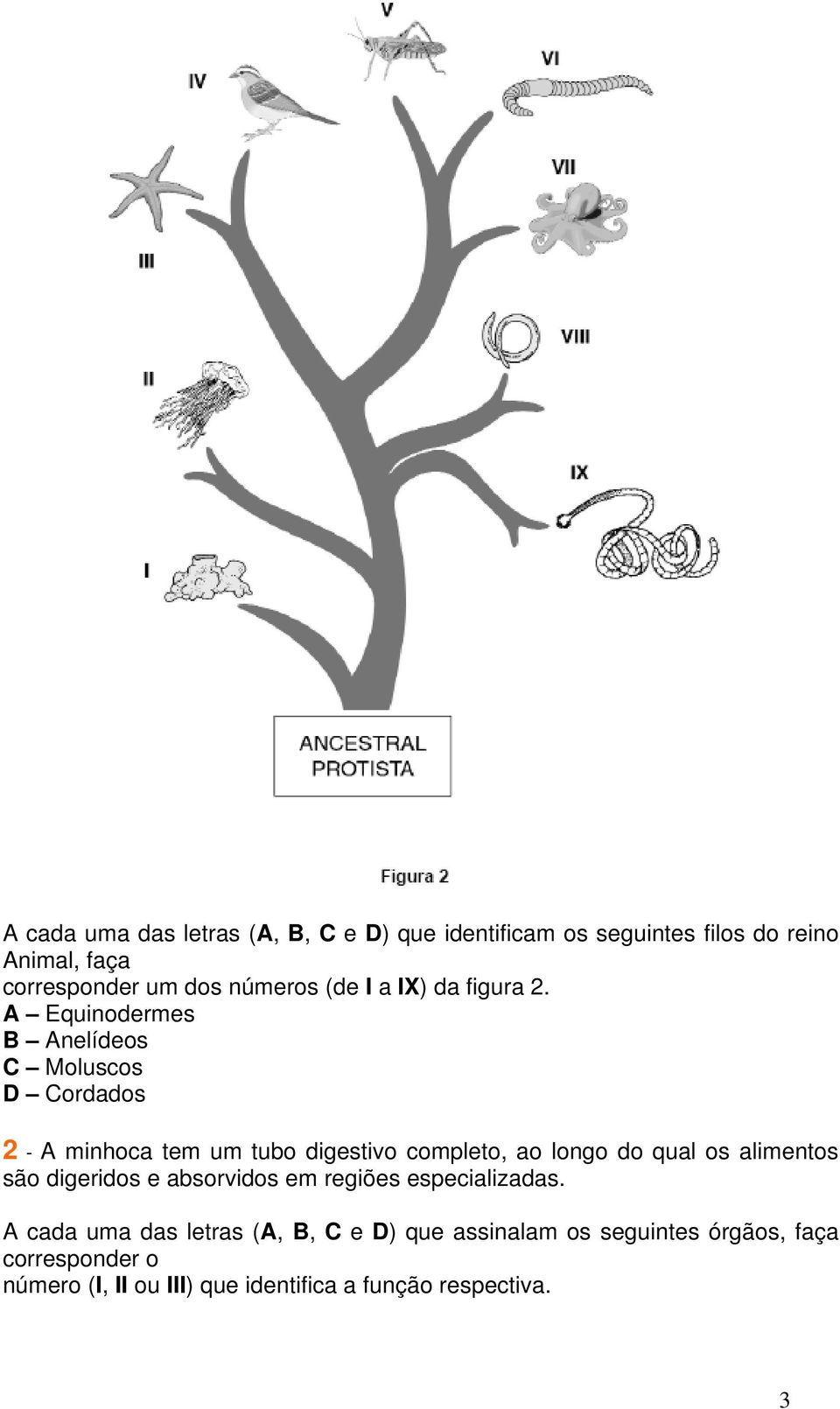 A Equinodermes B Anelídeos C Moluscos D Cordados 2 - A minhoca tem um tubo digestivo completo, ao longo do qual os