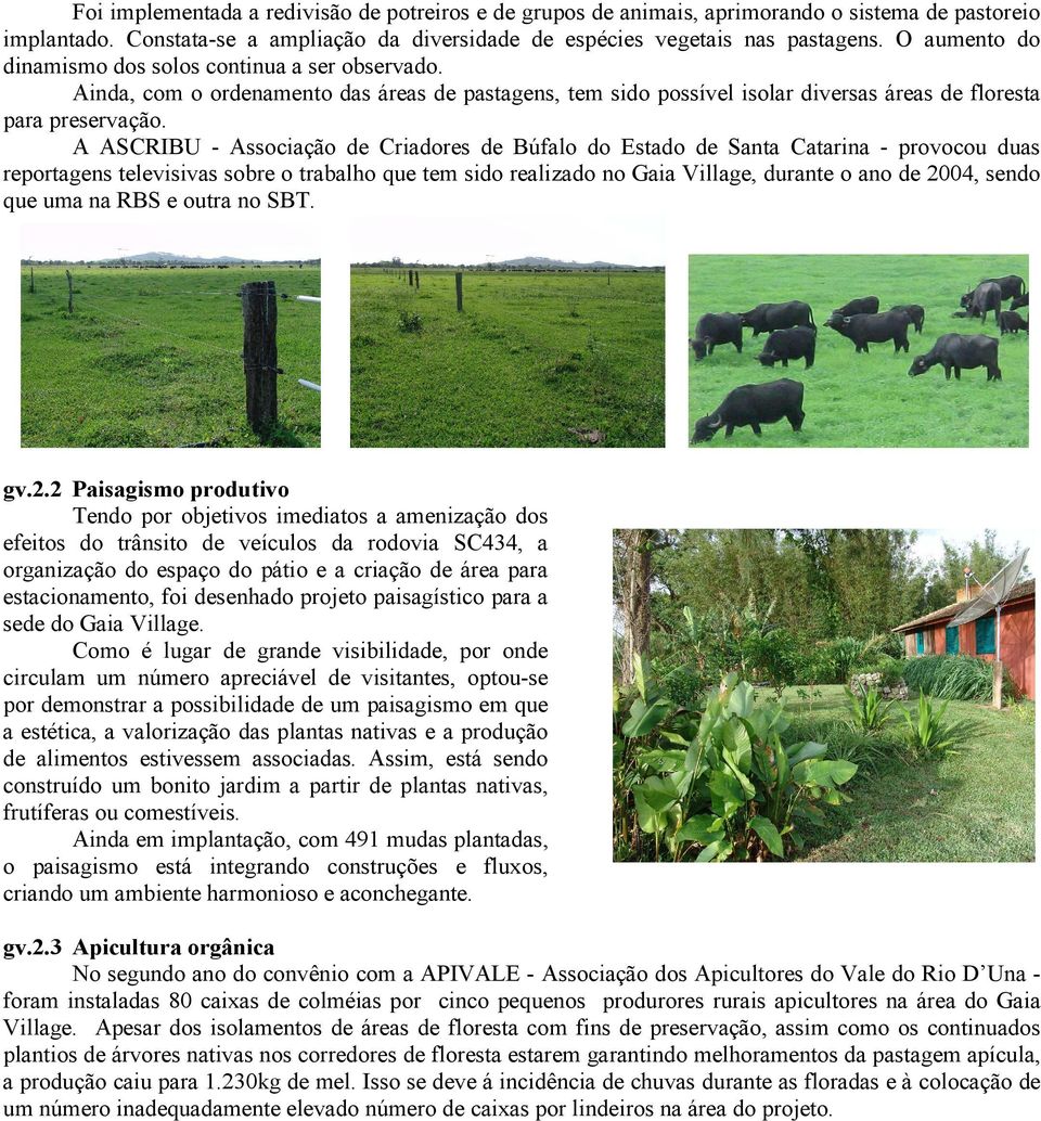 A ASCRIBU - Associação de Criadores de Búfalo do Estado de Santa Catarina - provocou duas reportagens televisivas sobre o trabalho que tem sido realizado no Gaia Village, durante o ano de 2004, sendo