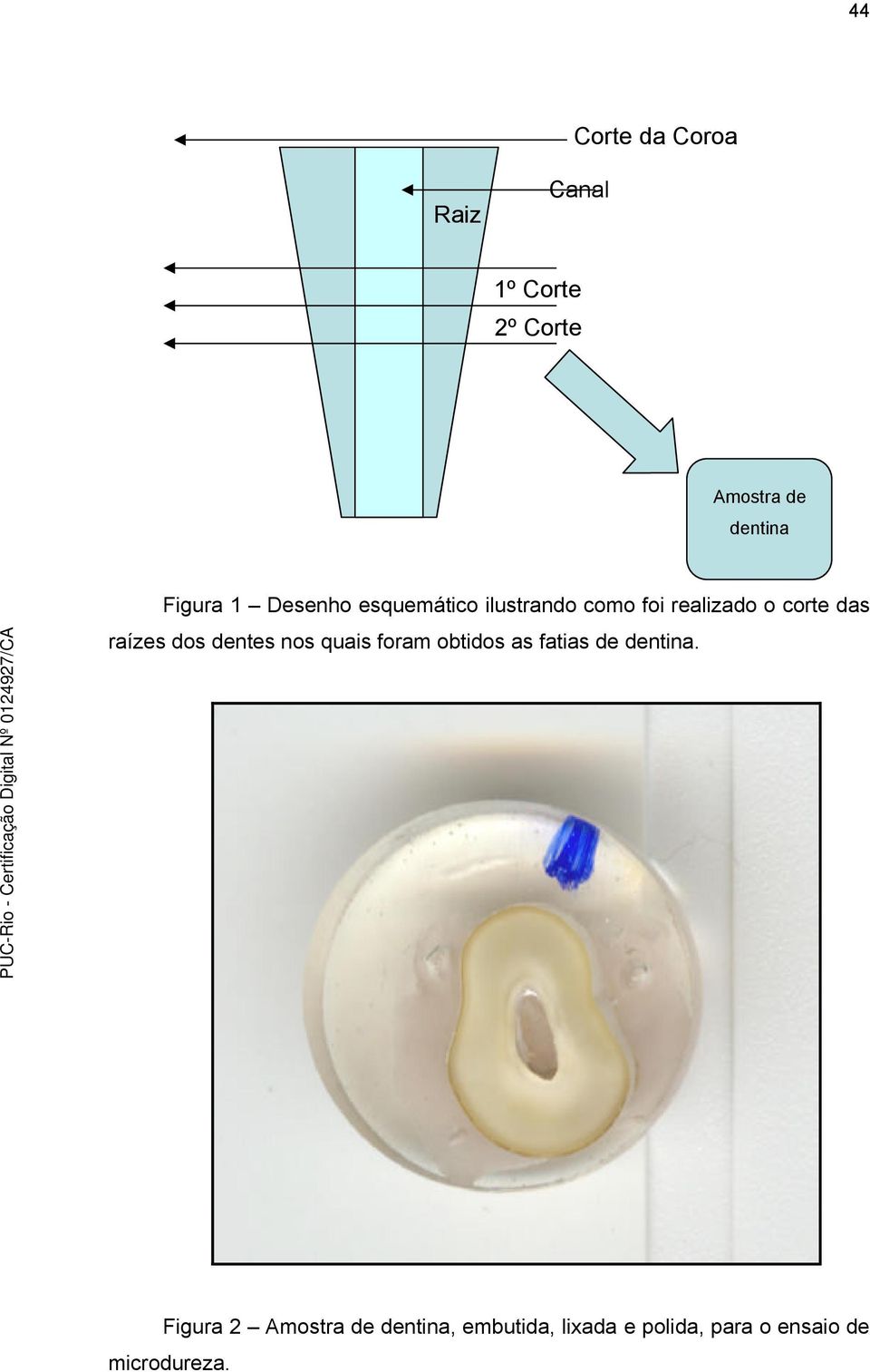 raízes dos dentes nos quais foram obtidos as fatias de dentina.