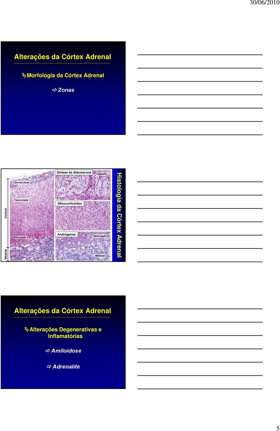 Andrógenos Histologia da Córtex Adrenal Alterações da Córtex