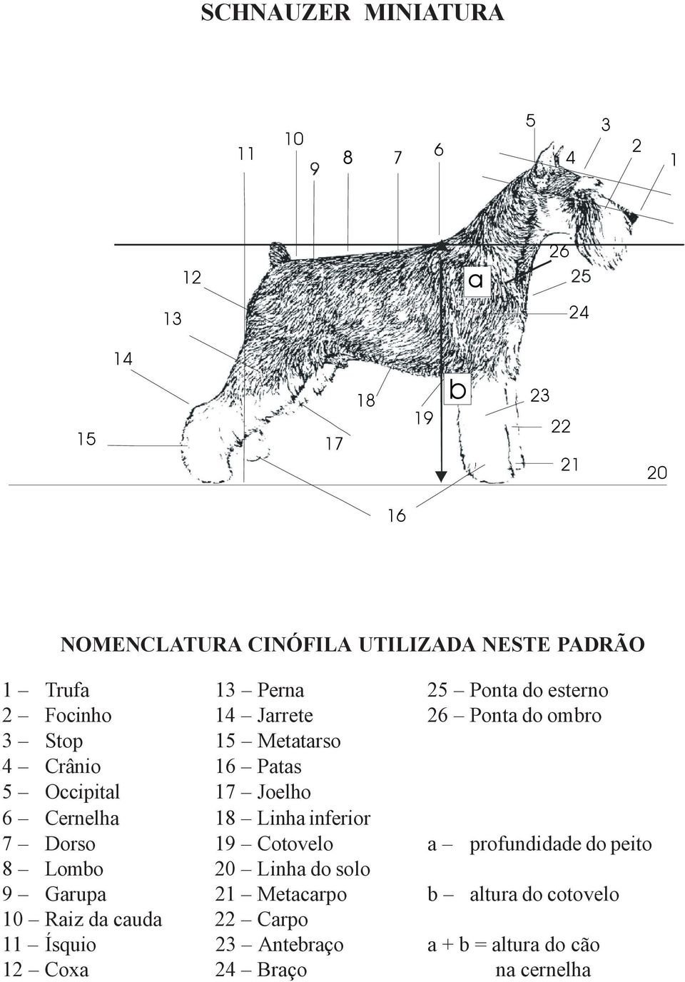 Occipital 17 Joelho 6 Cernelha 18 Linha inferior 7 Dorso 19 Cotovelo a profundidade do peito 8 Lombo 20 Linha do solo 9 Garupa