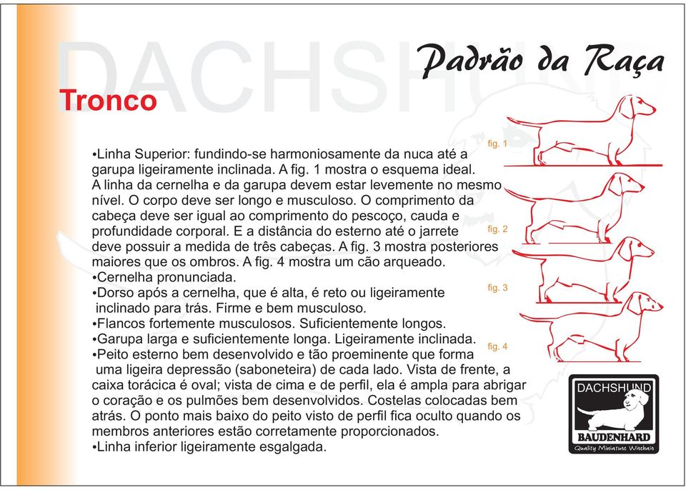E a distância do esterno até o jarrete deve possuir a medida de três cabeças. A fig. 3 mostra posteriores maiores que os ombros. A fig. 4 mostra um cão arqueado. Cernelha pronunciada.
