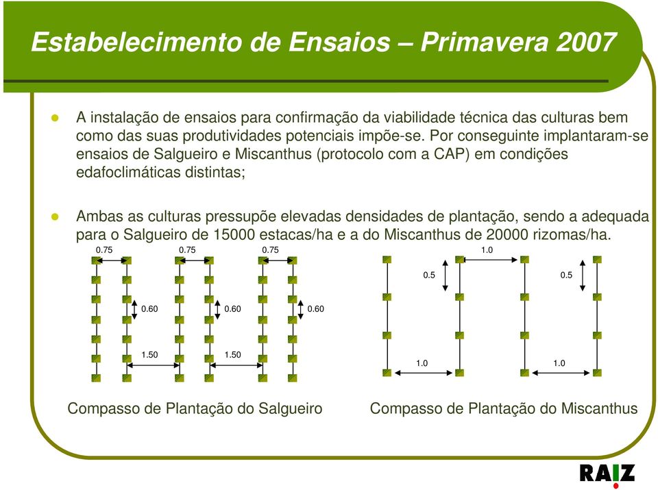 Por conseguinte implantaram-se ensaios de Salgueiro e Miscanthus (protocolo com a CAP) em condições edafoclimáticas distintas; Ambas as culturas