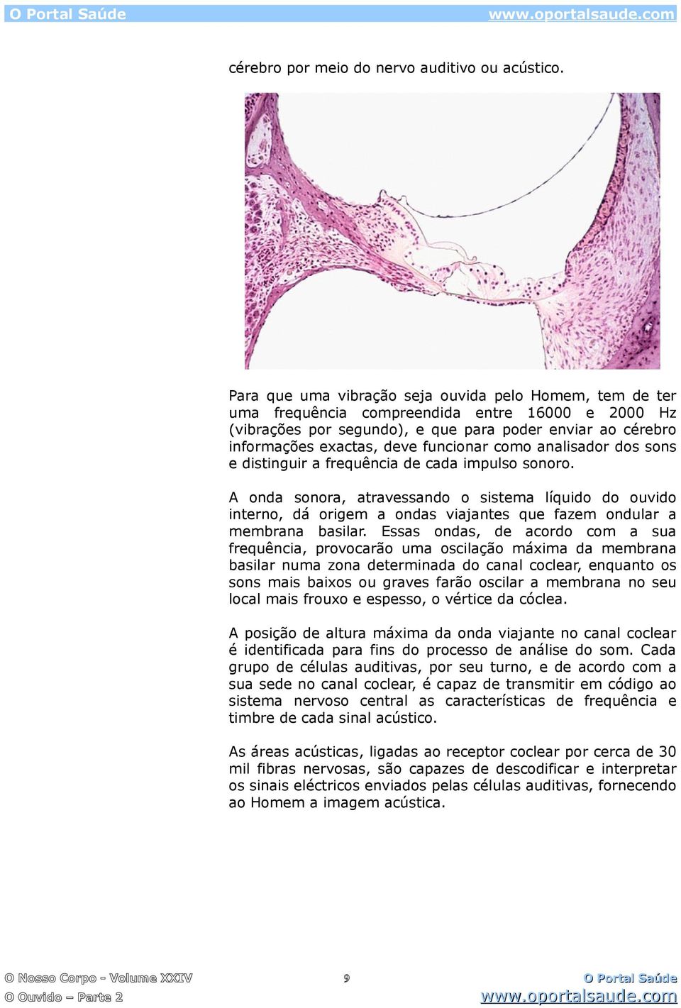 funcionar como analisador dos sons e distinguir a frequência de cada impulso sonoro.