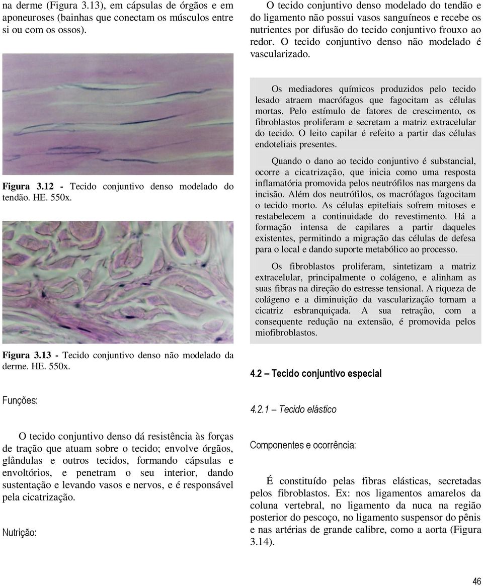 O tecido conjuntivo denso não modelado é vascularizado. Figura 3.12 - Tecido conjuntivo denso modelado do tendão. HE. 550x.