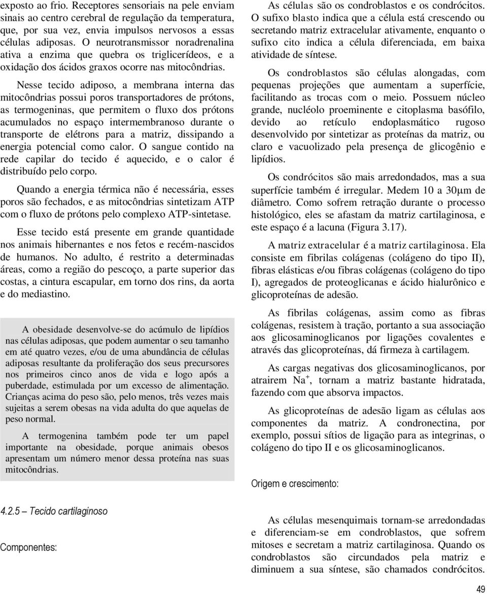 Nesse tecido adiposo, a membrana interna das mitocôndrias possui poros transportadores de prótons, as termogeninas, que permitem o fluxo dos prótons acumulados no espaço intermembranoso durante o