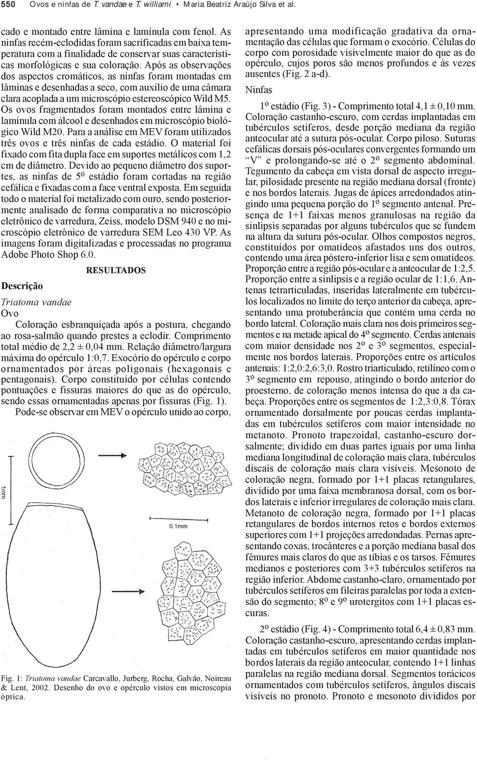 Após as observações dos aspectos cromáticos, as ninfas foram montadas em lâminas e desenhadas a seco, com auxílio de uma câmara clara acoplada a um microscópio estereoscópico Wild M5.