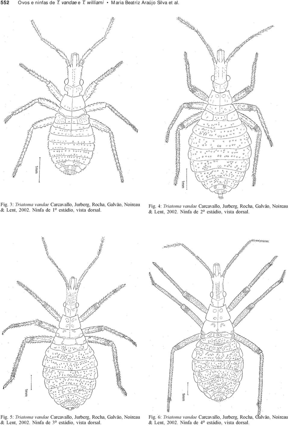 4: Triatoma vandae Carcavallo, Jurberg, Rocha, Galvão, Noireau & Lent, 2002. Ninfa de 2 o estádio, vista dorsal. Fig.