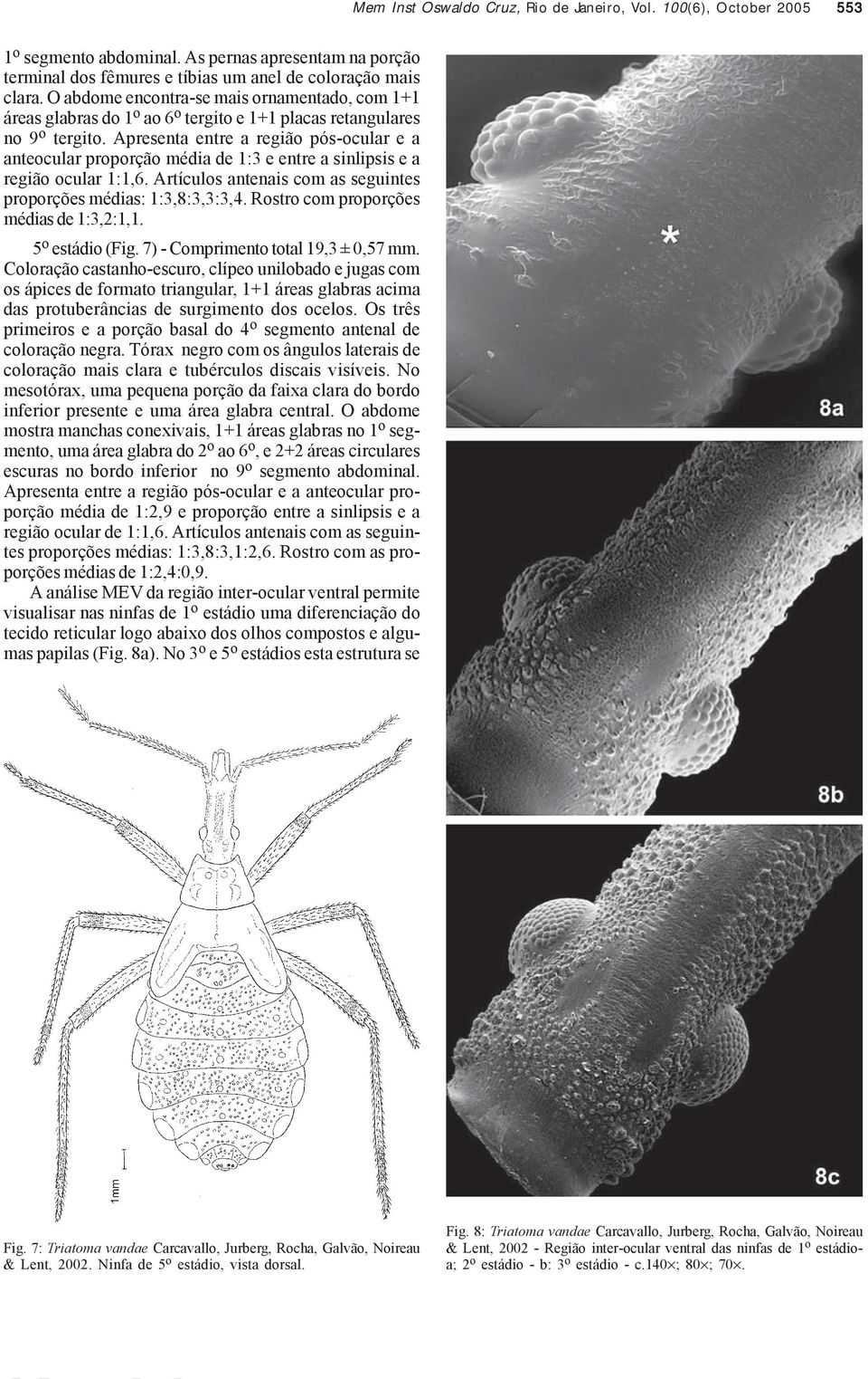 Apresenta entre a região pós-ocular e a anteocular proporção média de 1:3 e entre a sinlipsis e a região ocular 1:1,6. Artículos antenais com as seguintes proporções médias: 1:3,8:3,3:3,4.