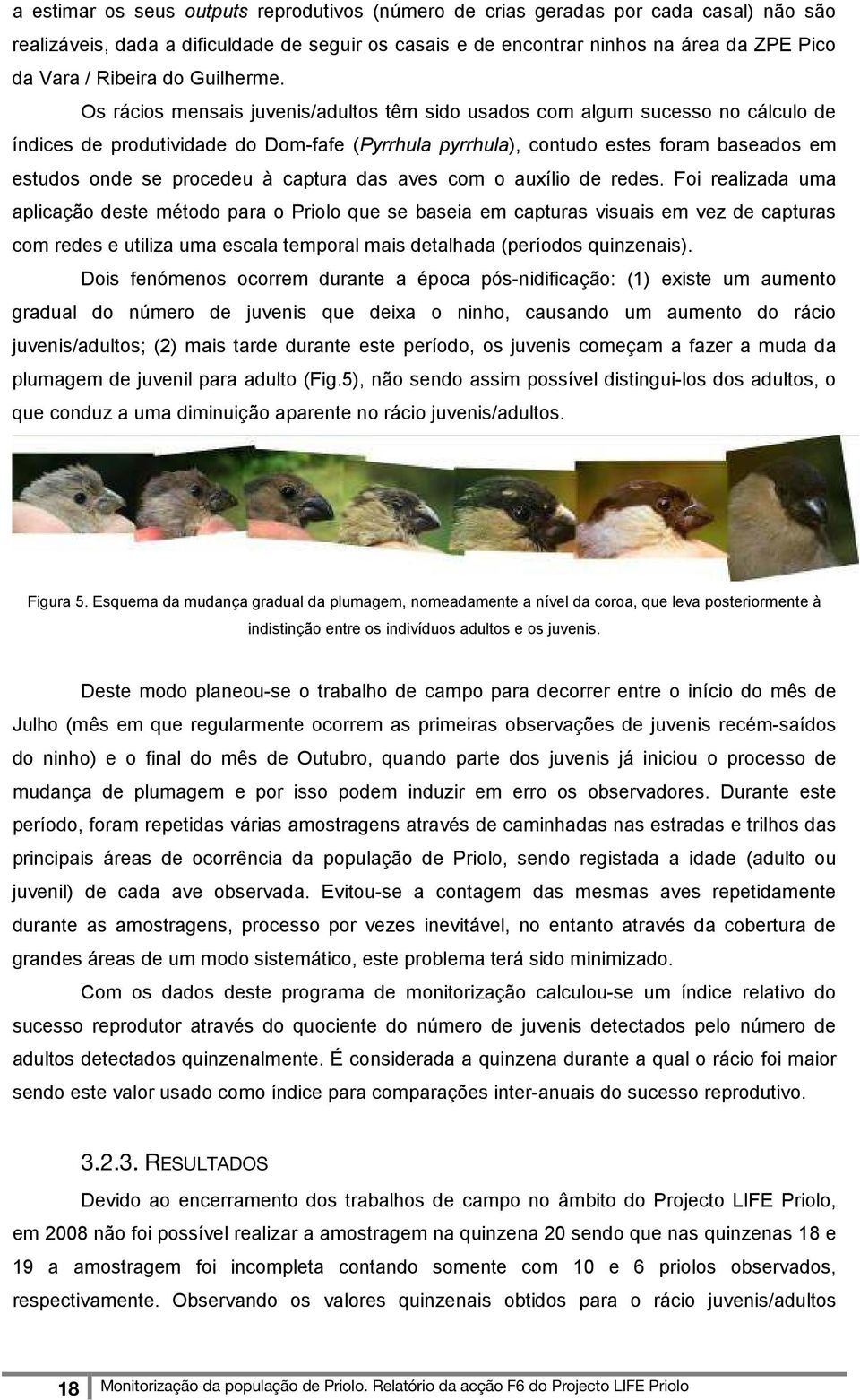 Os rácios mensais juvenis/adultos têm sido usados com algum sucesso no cálculo de índices de produtividade do Dom-fafe (Pyrrhula pyrrhula), contudo estes foram baseados em estudos onde se procedeu à