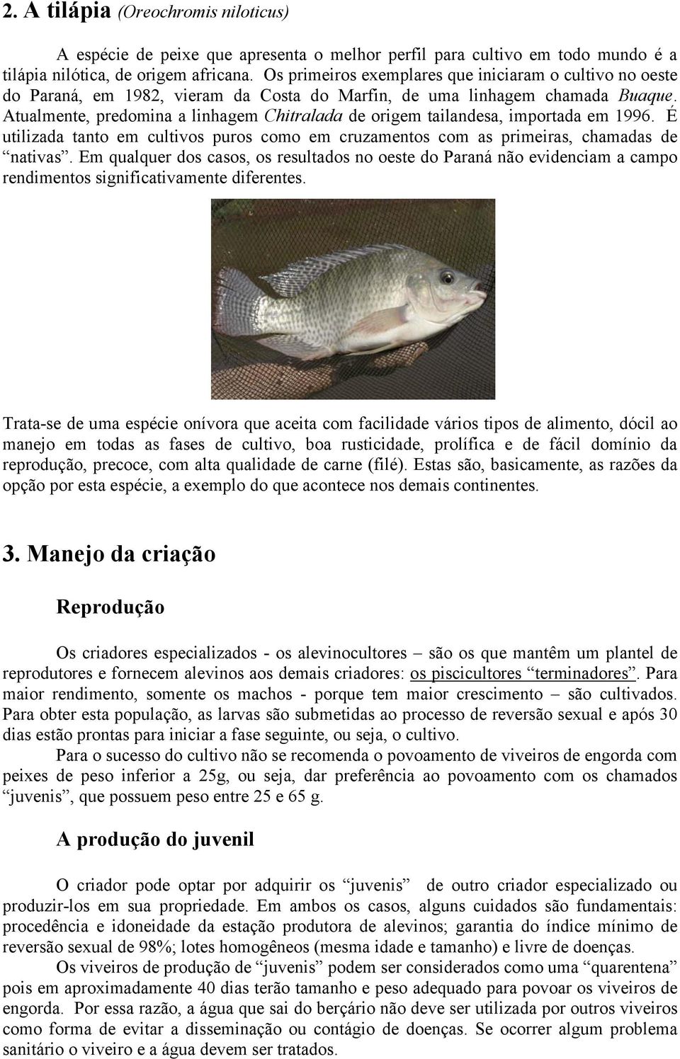 Atualmente, predomina a linhagem Chitralada de origem tailandesa, importada em 1996. É utilizada tanto em cultivos puros como em cruzamentos com as primeiras, chamadas de nativas.