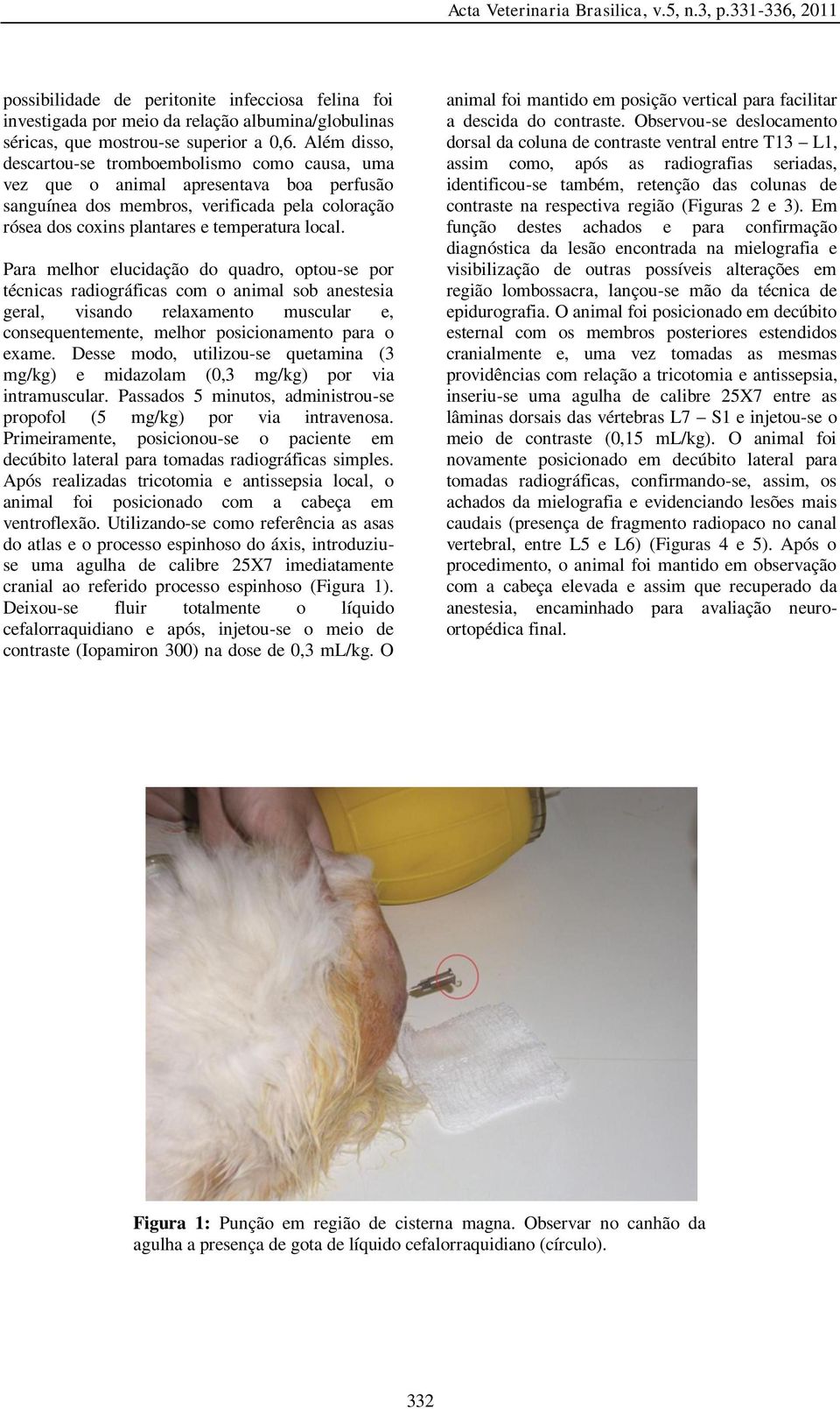 Para melhor elucidação do quadro, optou-se por técnicas radiográficas com o animal sob anestesia geral, visando relaxamento muscular e, consequentemente, melhor posicionamento para o exame.