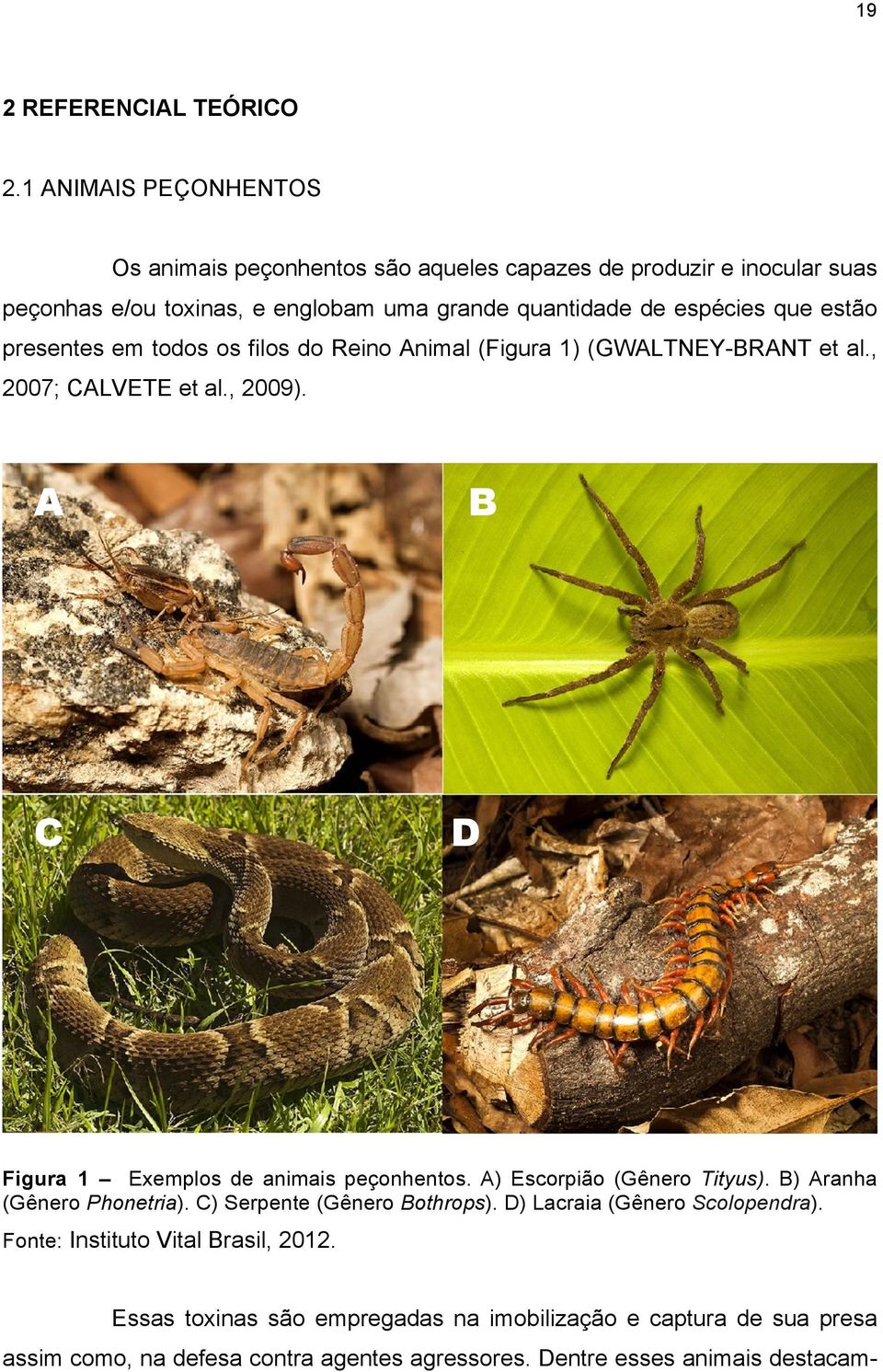 estão presentes em todos os filos do Reino Animal (Figura 1) (GWALTNEY-BRANT et al., 2007; CALVETE et al., 2009). A B C D A Figura 1 Exemplos de animais peçonhentos.
