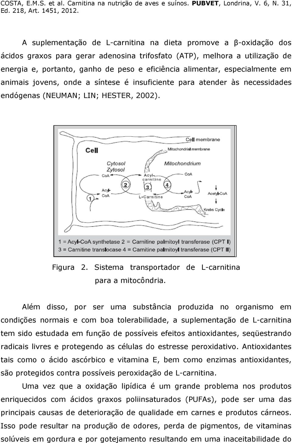 Sistema transportador de L-carnitina para a mitocôndria.