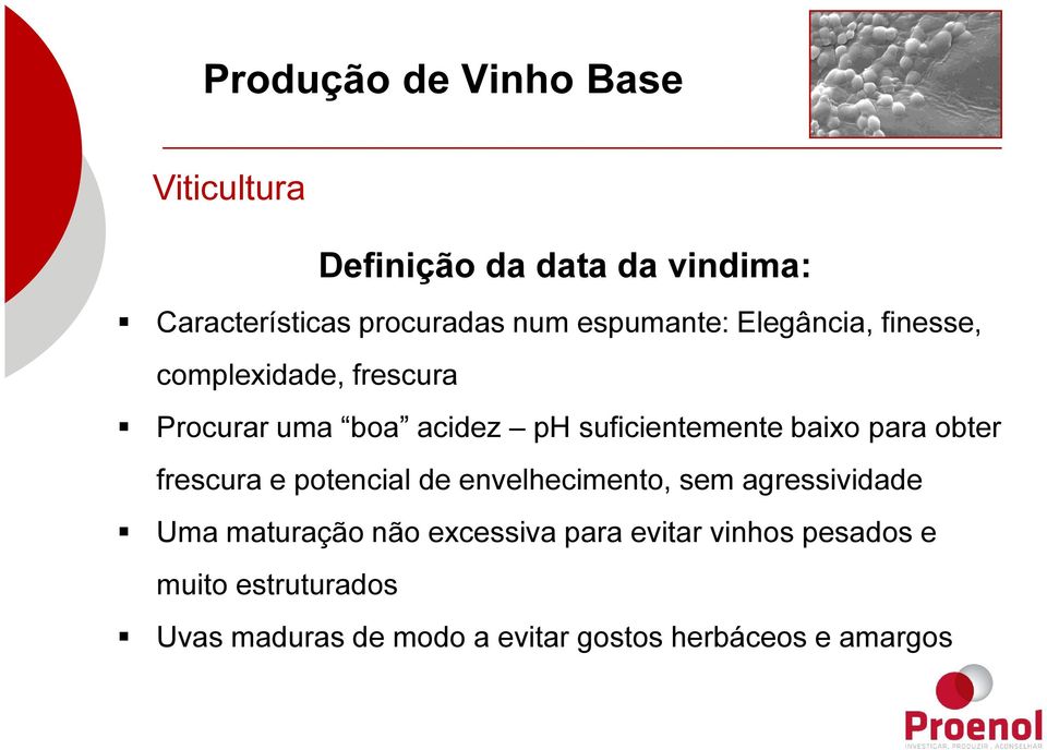 frescura e potencial de envelhecimento, sem agressividade Uma maturação não excessiva para