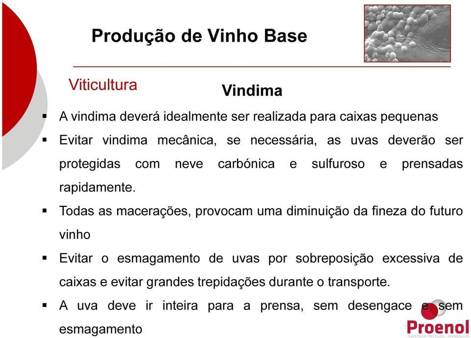 Todas as macerações, provocam uma diminuição da fineza do futuro vinho Evitar o esmagamento de uvas por sobreposição