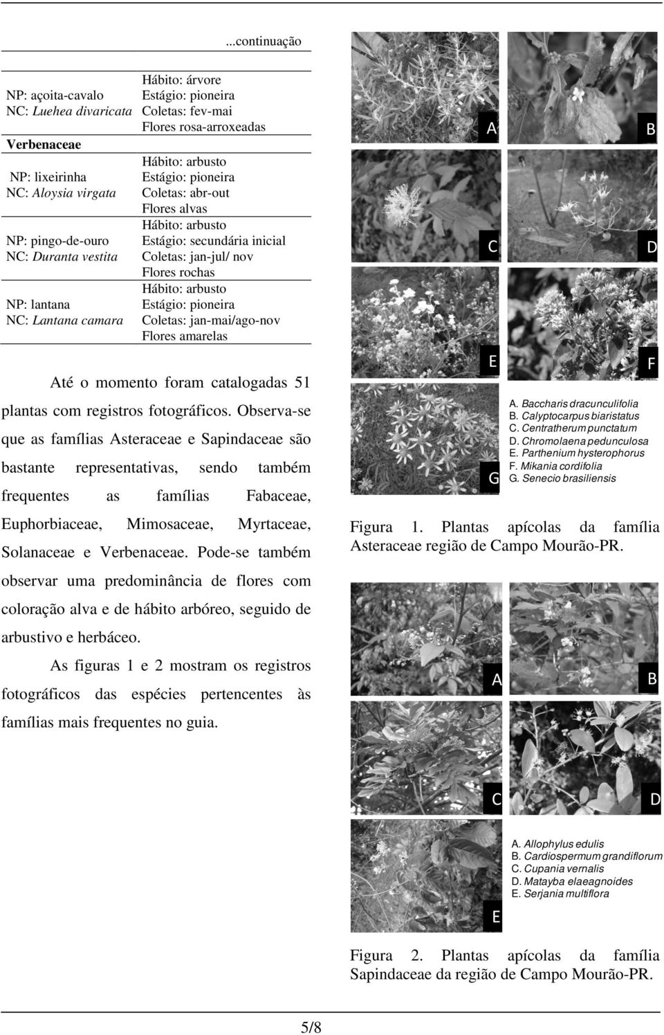 Observa-se que as famílias Asteraceae e Sapindaceae são bastante representativas, sendo também frequentes as famílias Fabaceae, Euphorbiaceae, Mimosaceae, Myrtaceae, Solanaceae e Verbenaceae.