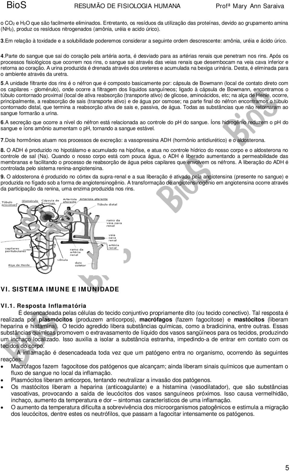 Parte do sangue que sai do coração pela artéria aorta, é desviado para as artérias renais que penetram nos rins.