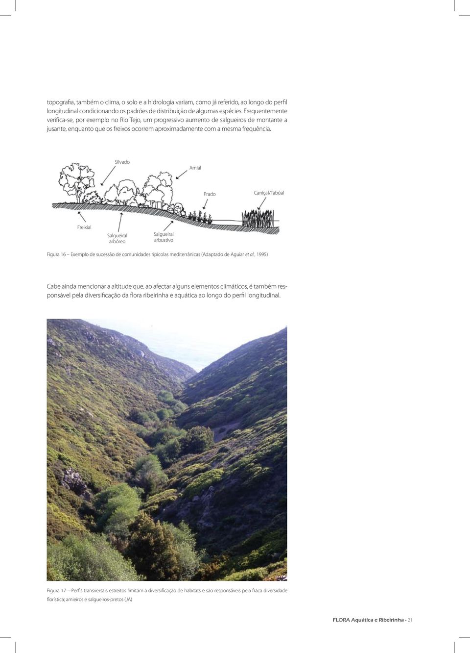 Silvado Amial Prado Caniçal/Tabúal Freixial Salgueiral arbóreo Salgueiral arbustivo Figura 16 Exemplo de sucessão de comunidades ripícolas mediterrânicas (Adaptado de Aguiar et al.