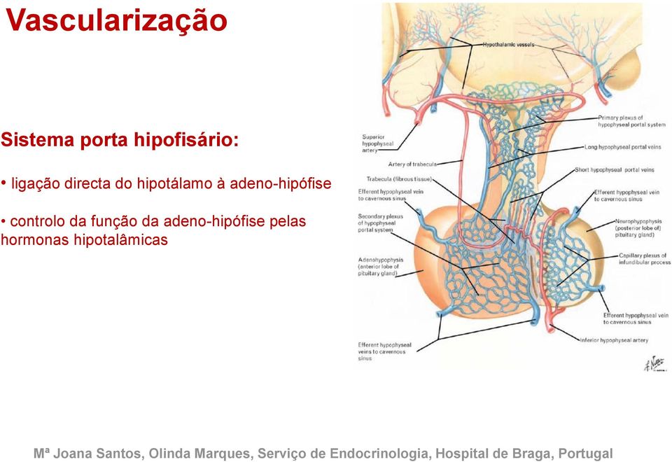 hipotálamo à adeno-hipófise controlo