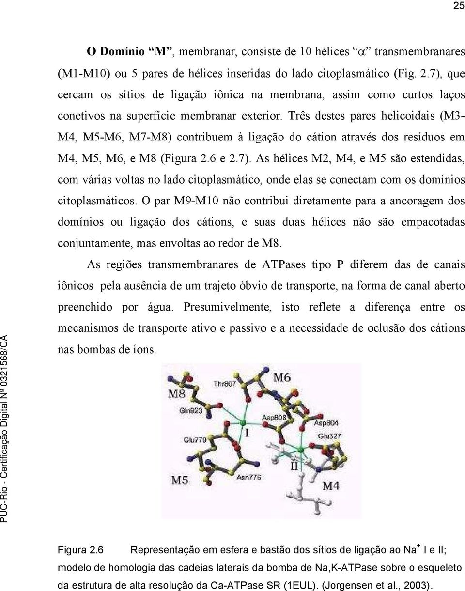 Três destes pares helicoidais (M3- M4, M5-M6, M7-M8) contribuem à ligação do cátion através dos resíduos em M4, M5, M6, e M8 (Figura 2.6 e 2.7).