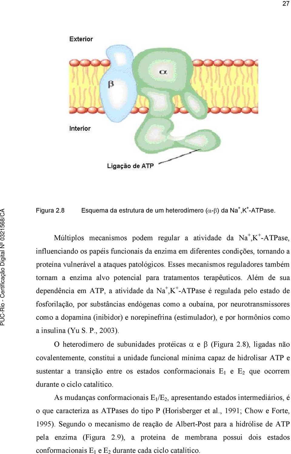 Esses mecanismos reguladores também tornam a enzima alvo potencial para tratamentos terapêuticos.