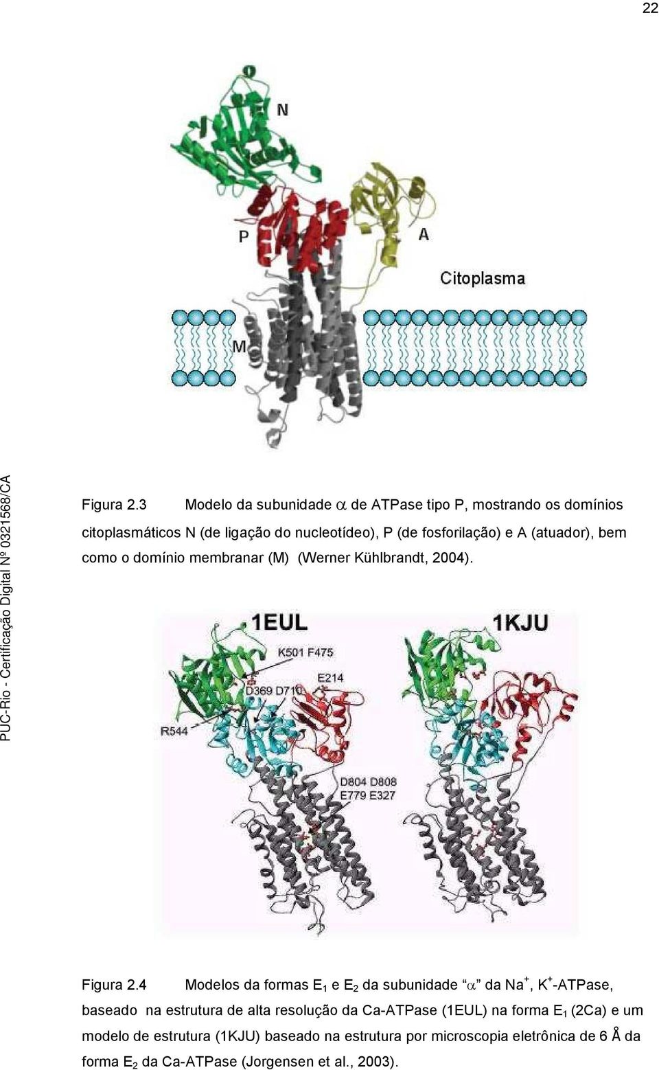 fosforilação) e A (atuador), bem como o domínio membranar (M) (Werner Kühlbrandt, 2004). Figura 2.