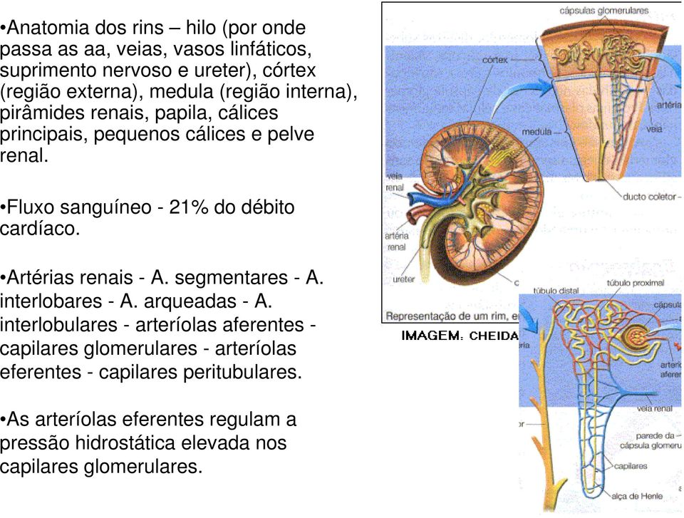 Artérias renais - A. segmentares - A. interlobares - A. arqueadas - A.