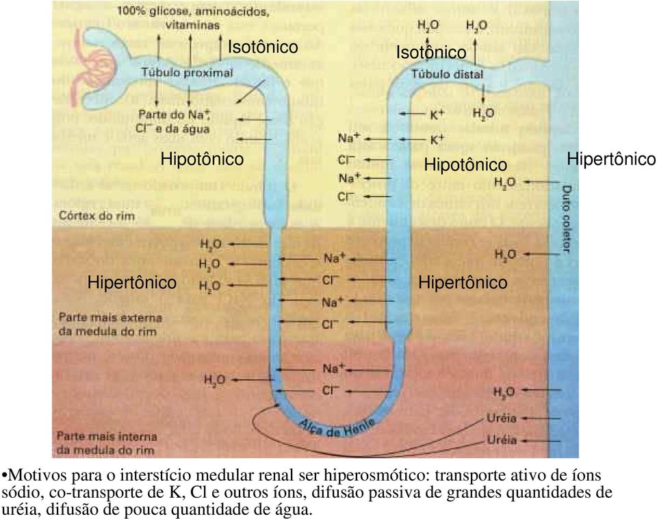 transporte ativo de íons sódio, co-transporte de K, Cl e outros íons,