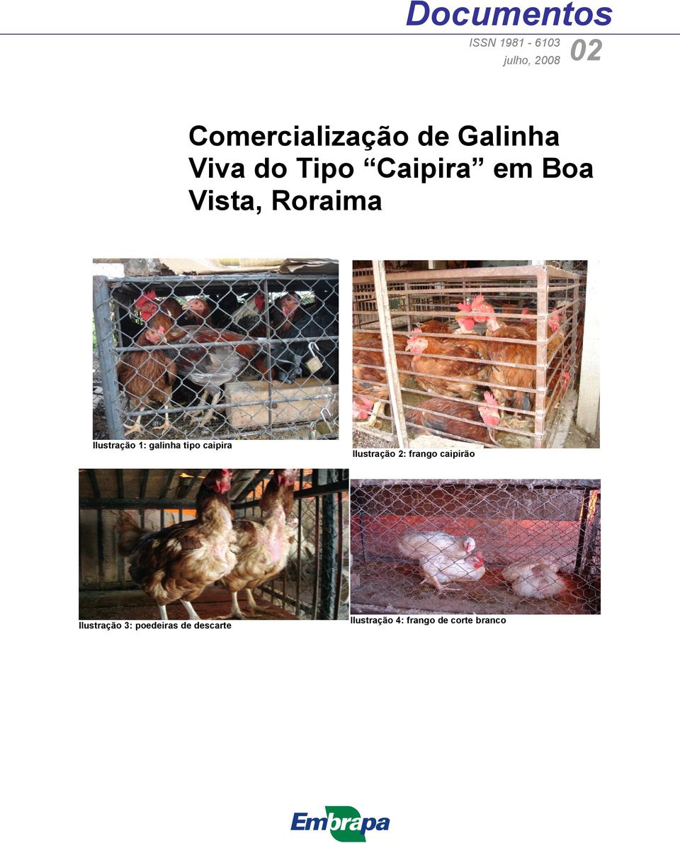 1: galinha tipo caipira Ilustração 2: frango caipirão