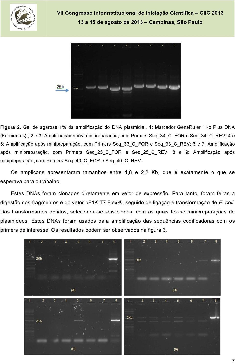 Seq_33_C_REV; 6 e 7: Amplificação após minipreparação, com Primers Seq_25_C_FOR e Seq_25_C_REV; 8 e 9: Amplificação após minipreparação, com Primers Seq_40_C_FOR e Seq_40_C_REV.