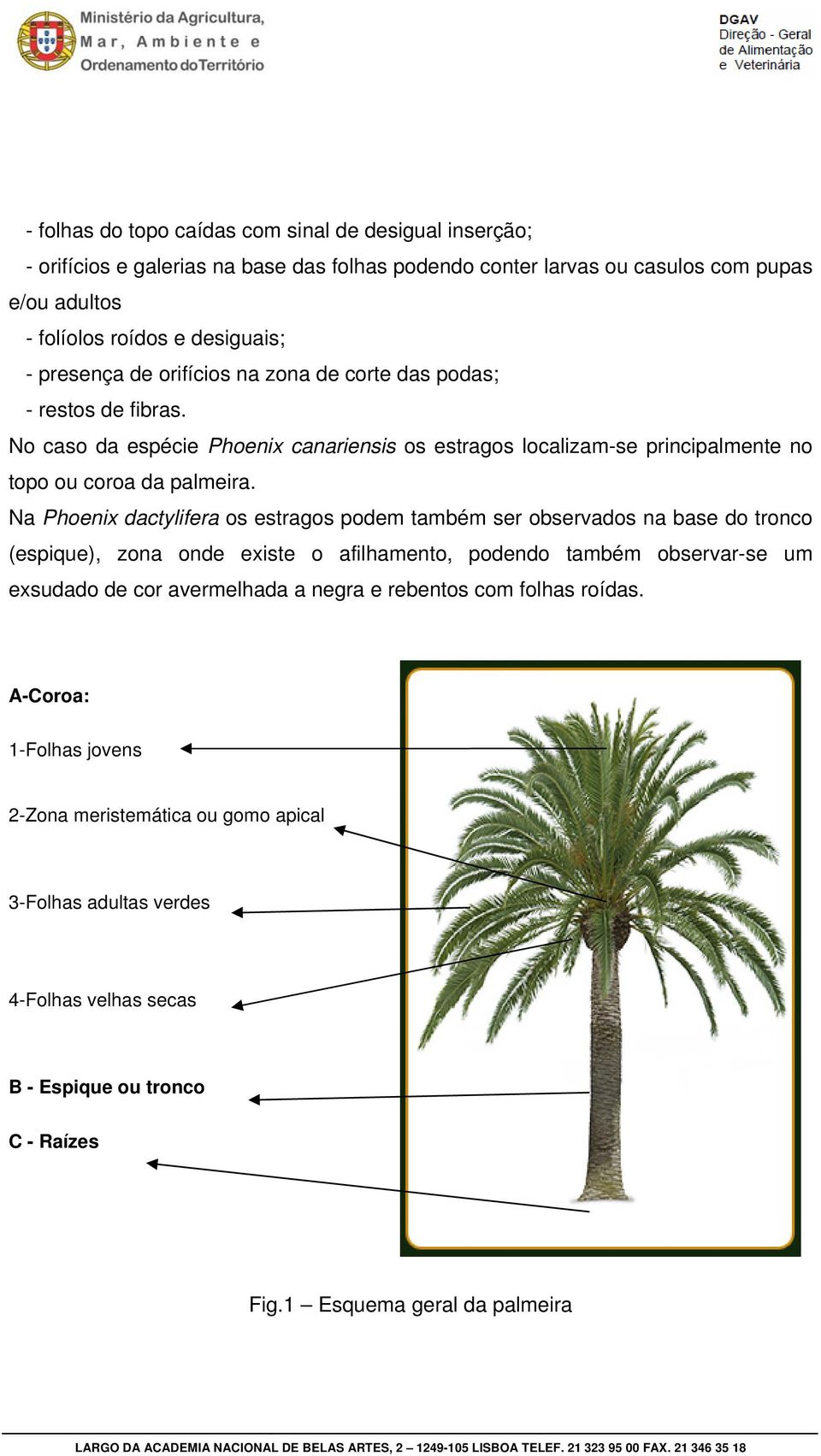 Na Phoenix dactylifera os estragos podem também ser observados na base do tronco (espique), zona onde existe o afilhamento, podendo também observar-se um exsudado de cor avermelhada a negra