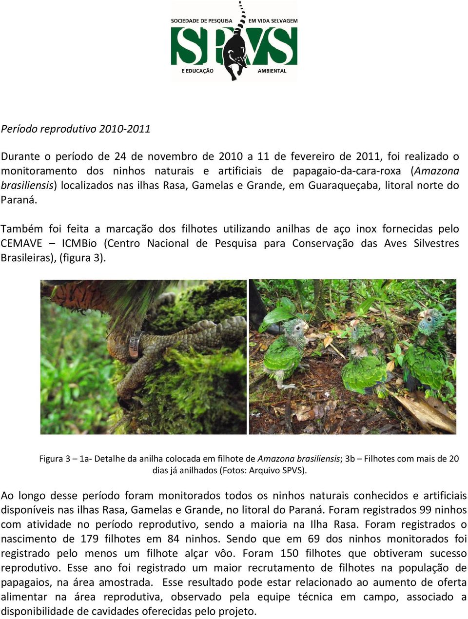 Também foi feita a marcação dos filhotes utilizando anilhas de aço inox fornecidas pelo CEMAVE ICMBio (Centro Nacional de Pesquisa para Conservação das Aves Silvestres Brasileiras), (figura 3).