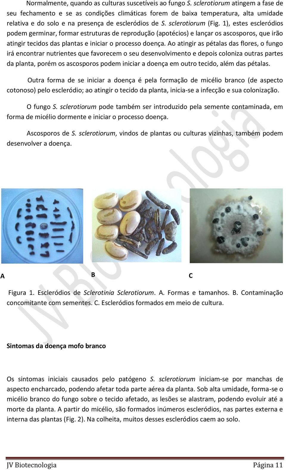 1), estes escleródios podem germinar, formar estruturas de reprodução (apotécios) e lançar os ascosporos, que irão atingir tecidos das plantas e iniciar o processo doença.