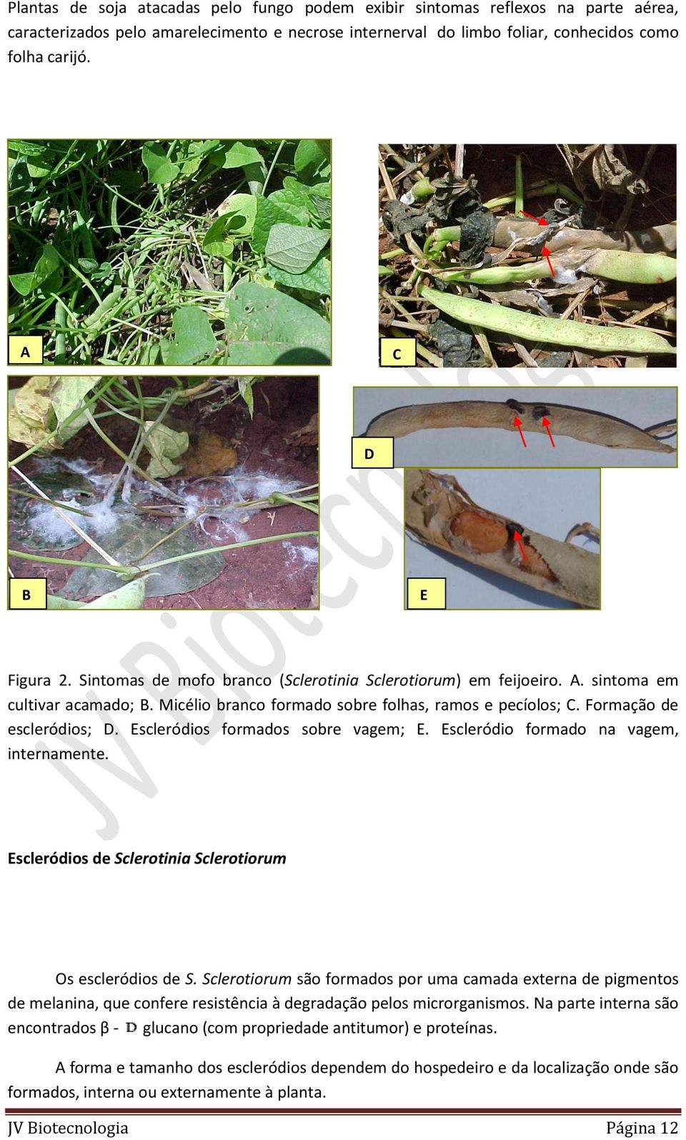 Formação de escleródios; D. Escleródios formados sobre vagem; E. Escleródio formado na vagem, internamente. Escleródios de Sclerotinia Sclerotiorum Os escleródios de S.