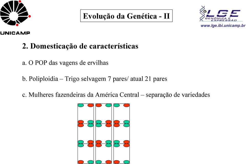 O POP das vagens de ervilhas b.