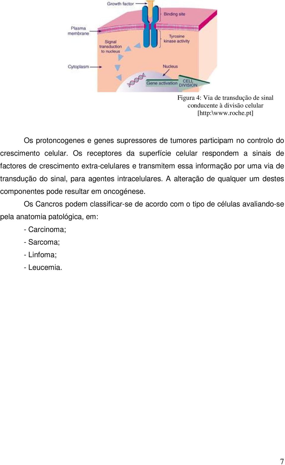 Os receptores da superfície celular respondem a sinais de factores de crescimento extra-celulares e transmitem essa informação por uma via de