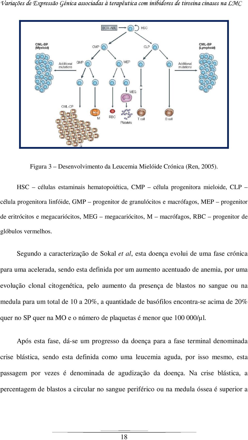 MEG megacariócitos, M macrófagos, RBC progenitor de glóbulos vermelhos.