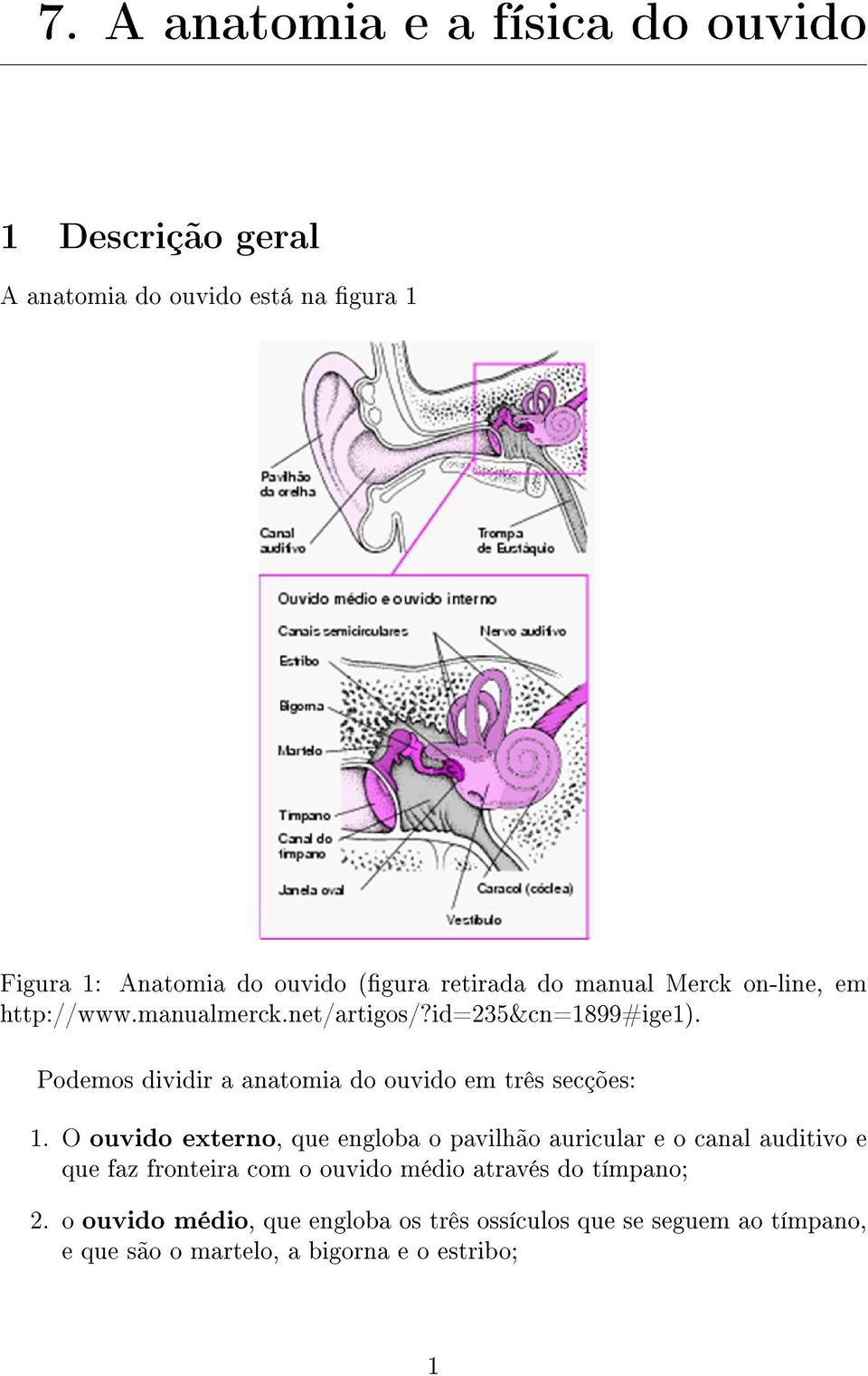 Podemos dividir a anatomia do ouvido em três secções: 1.