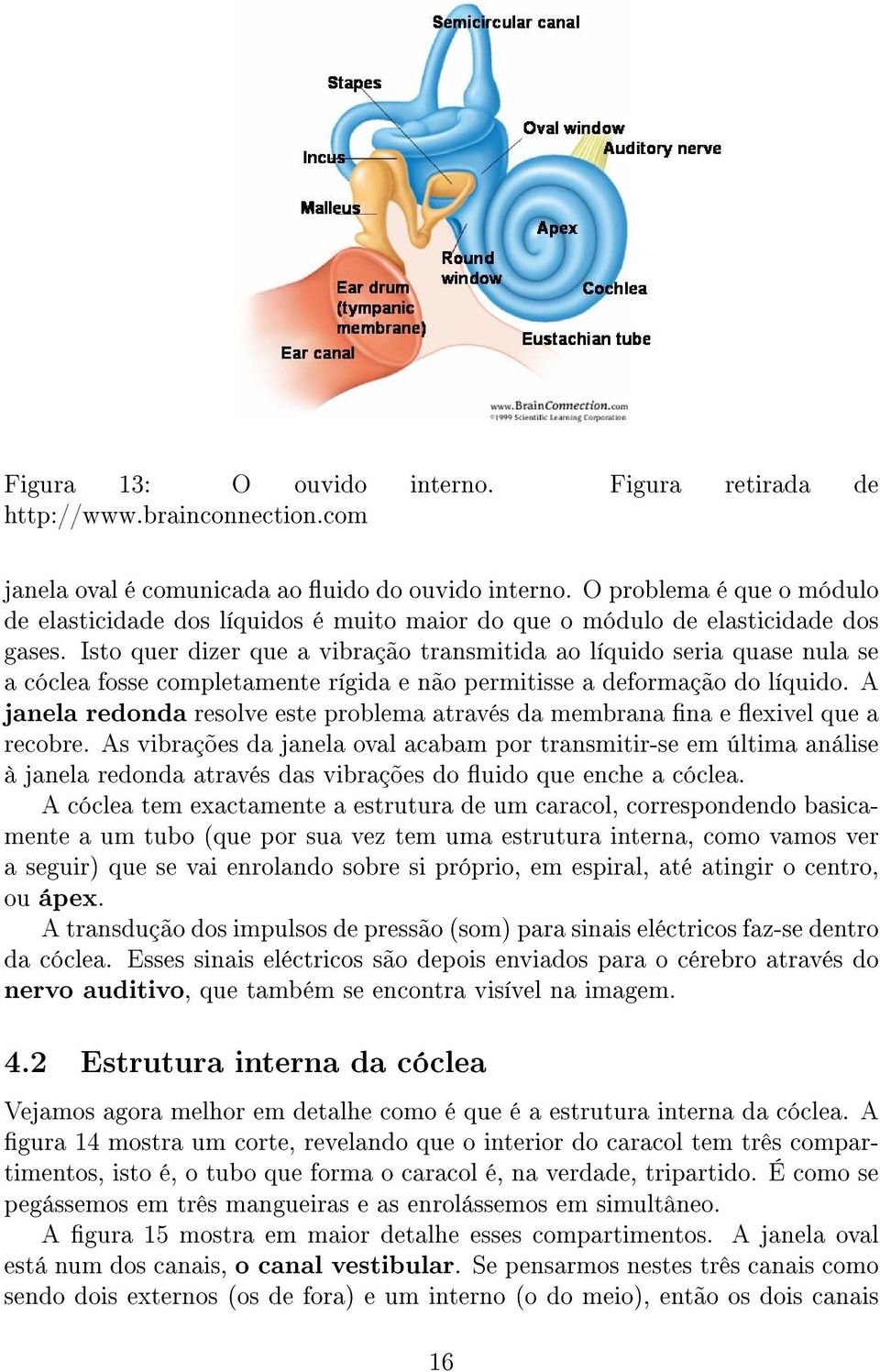 Isto quer dizer que a vibração transmitida ao líquido seria quase nula se a cóclea fosse completamente rígida e não permitisse a deformação do líquido.