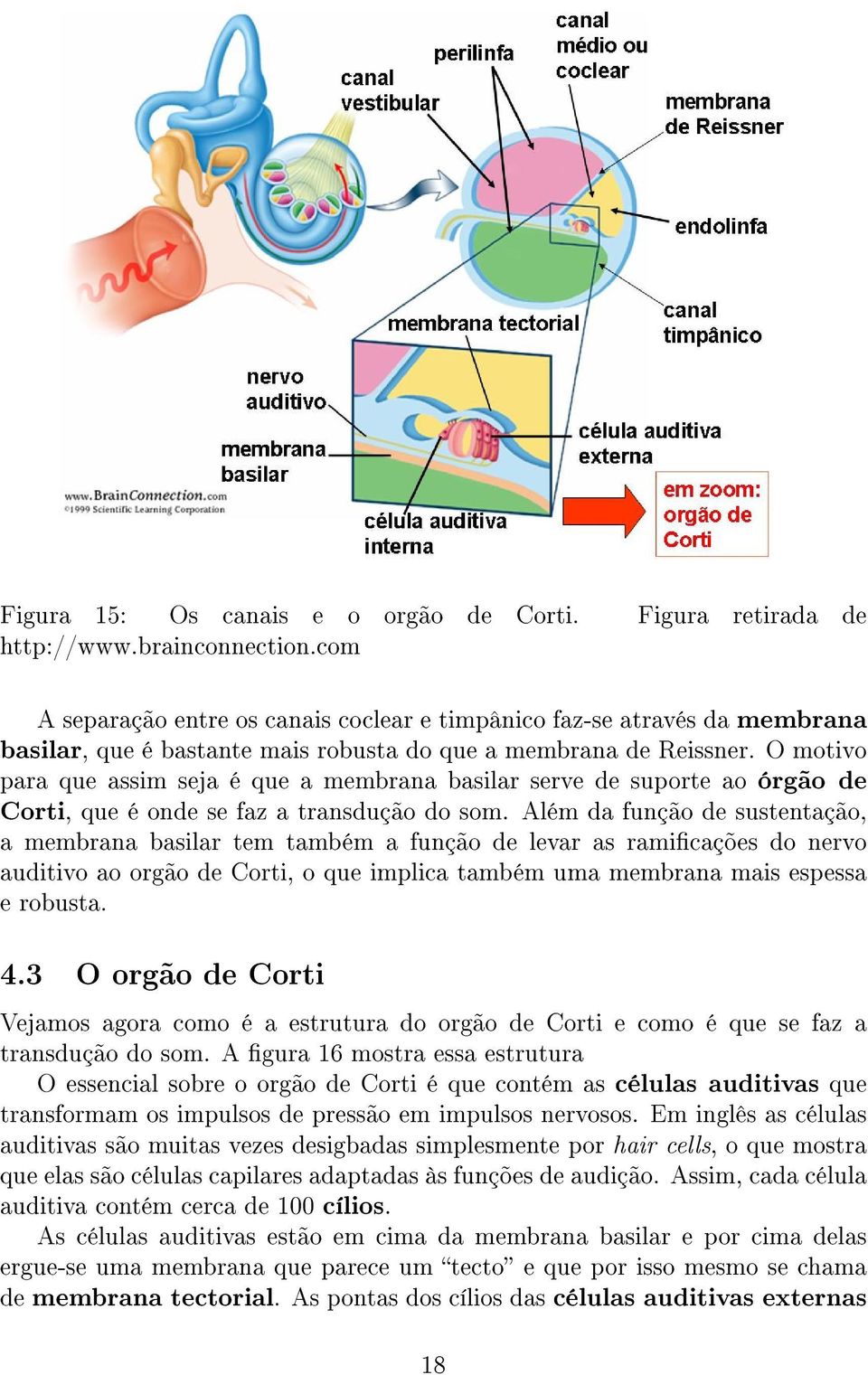 O motivo para que assim seja é que a membrana basilar serve de suporte ao órgão de Corti, que é onde se faz a transdução do som.