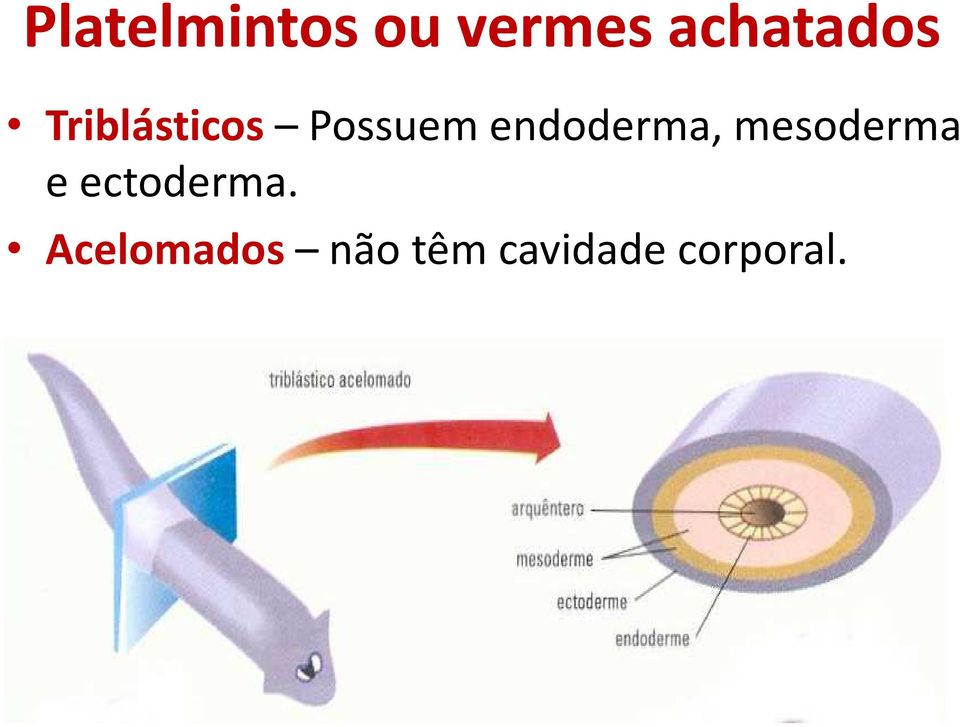 endoderma, mesoderma e