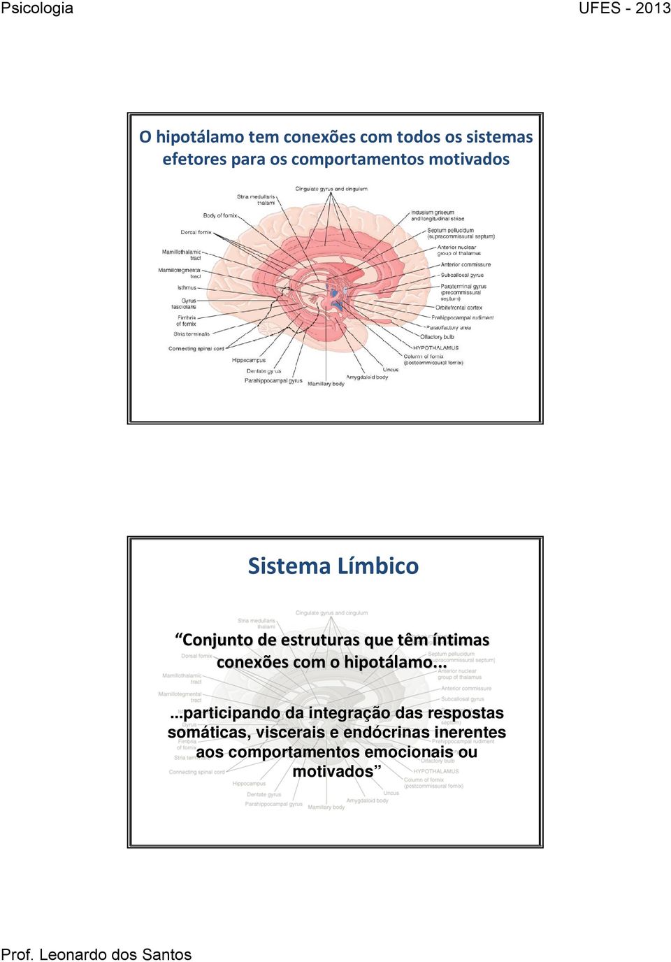 íntimas conexões com o hipotálamo.