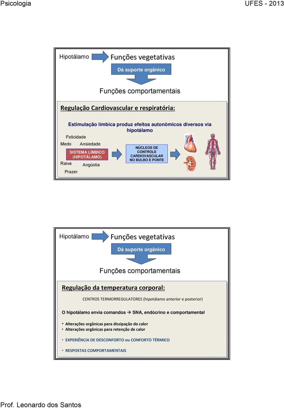 suporte orgânico Funções comportamentais Regulação da temperatura corporal: CENTROS TERMORREGULATORES (hipotálamo anterior e posterior) O hipotálamo envia comandos SNA,