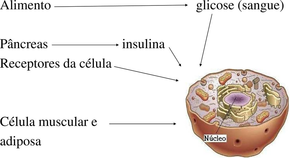 insulina Receptores da