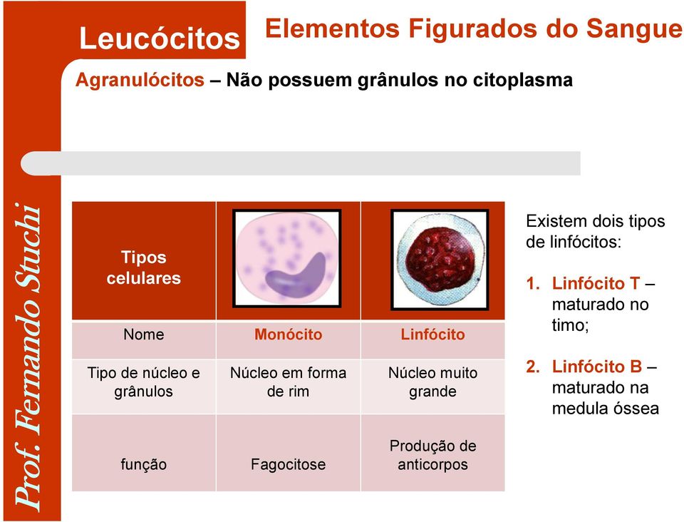 Tipo de núcleo e grânulos Núcleo em forma de rim Núcleo muito grande Fagocitose