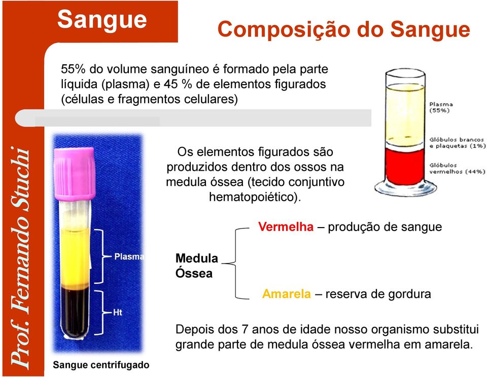 óssea (tecido conjuntivo hematopoiético).